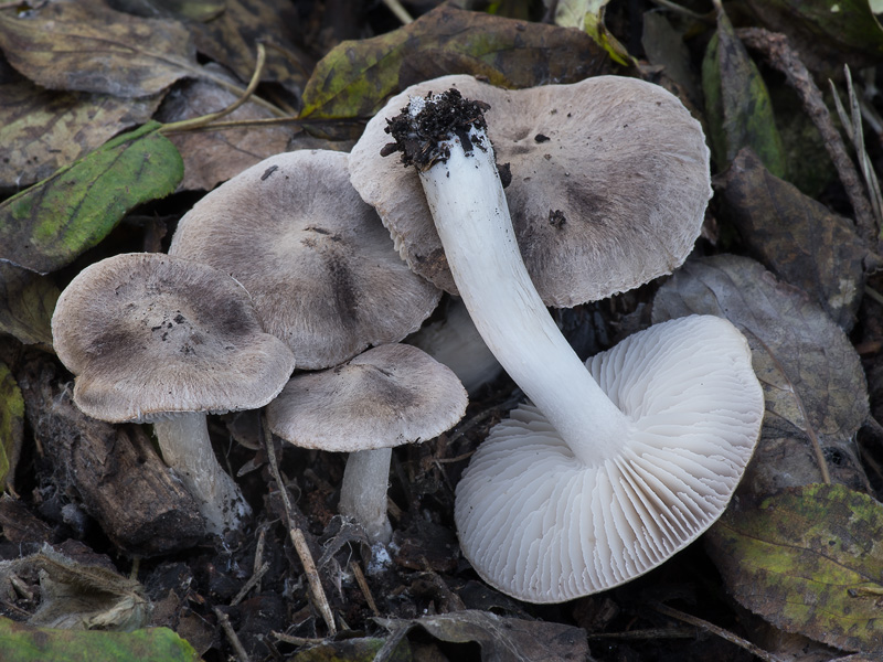 Tricholoma terreum